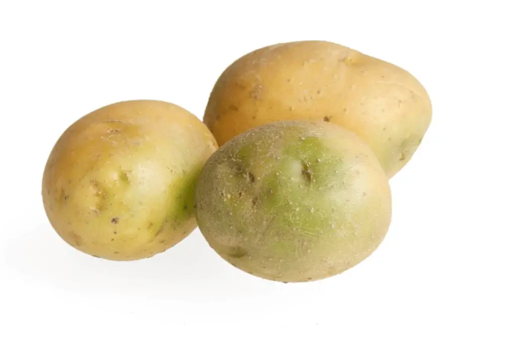 groene aardappelen