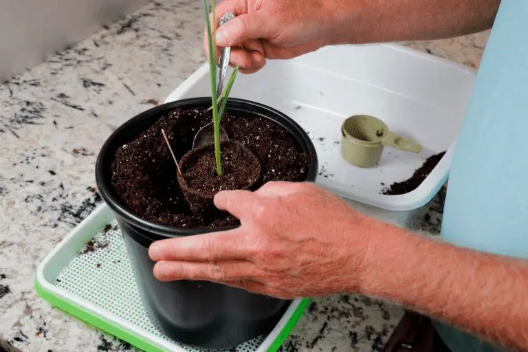 knoflook planten in pot
